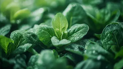 The Power of Green: How Leafy Vegetables Aid Detoxification