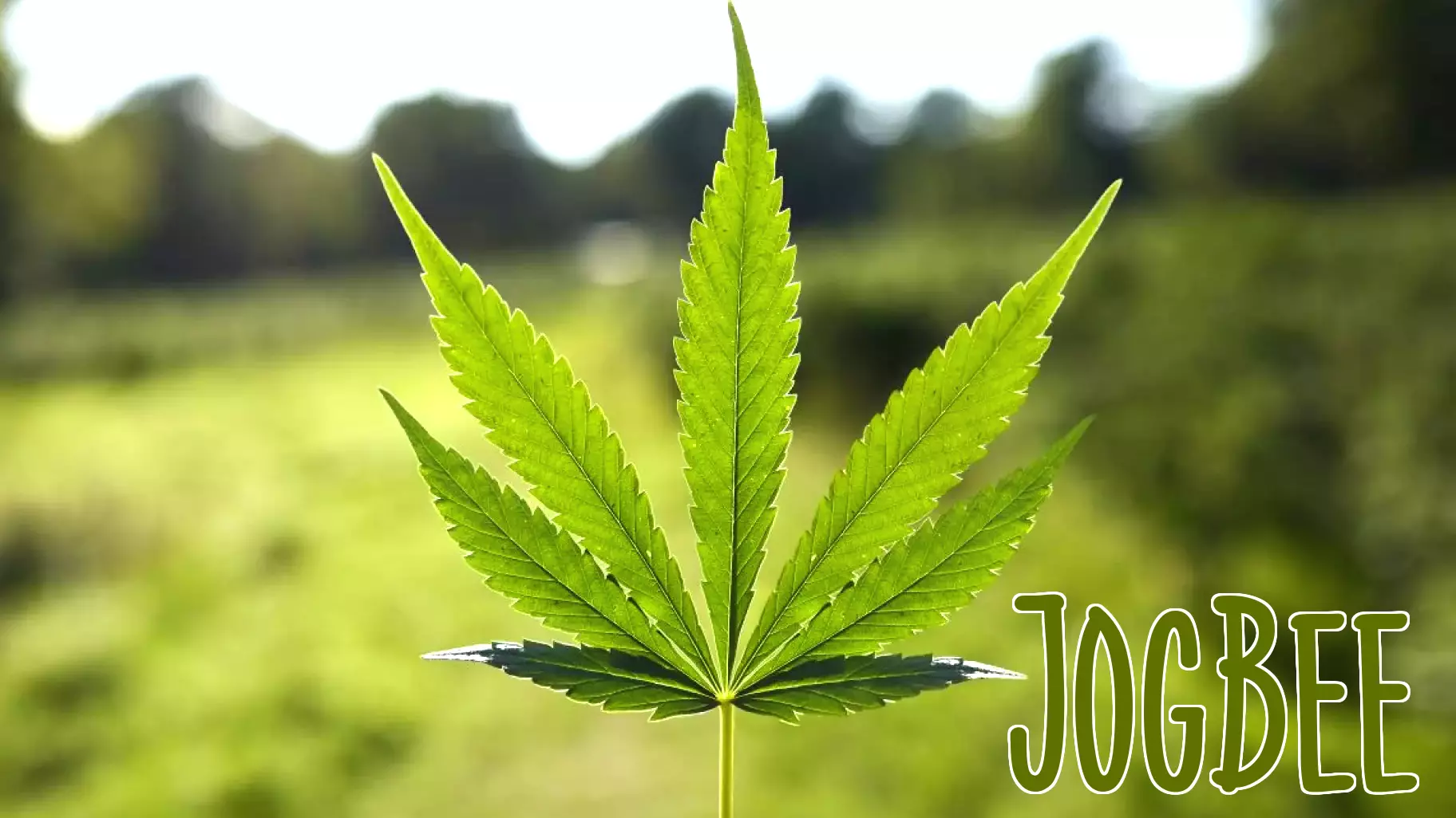 Cannabis companies hid health issues from consumers: Federal lawsuit