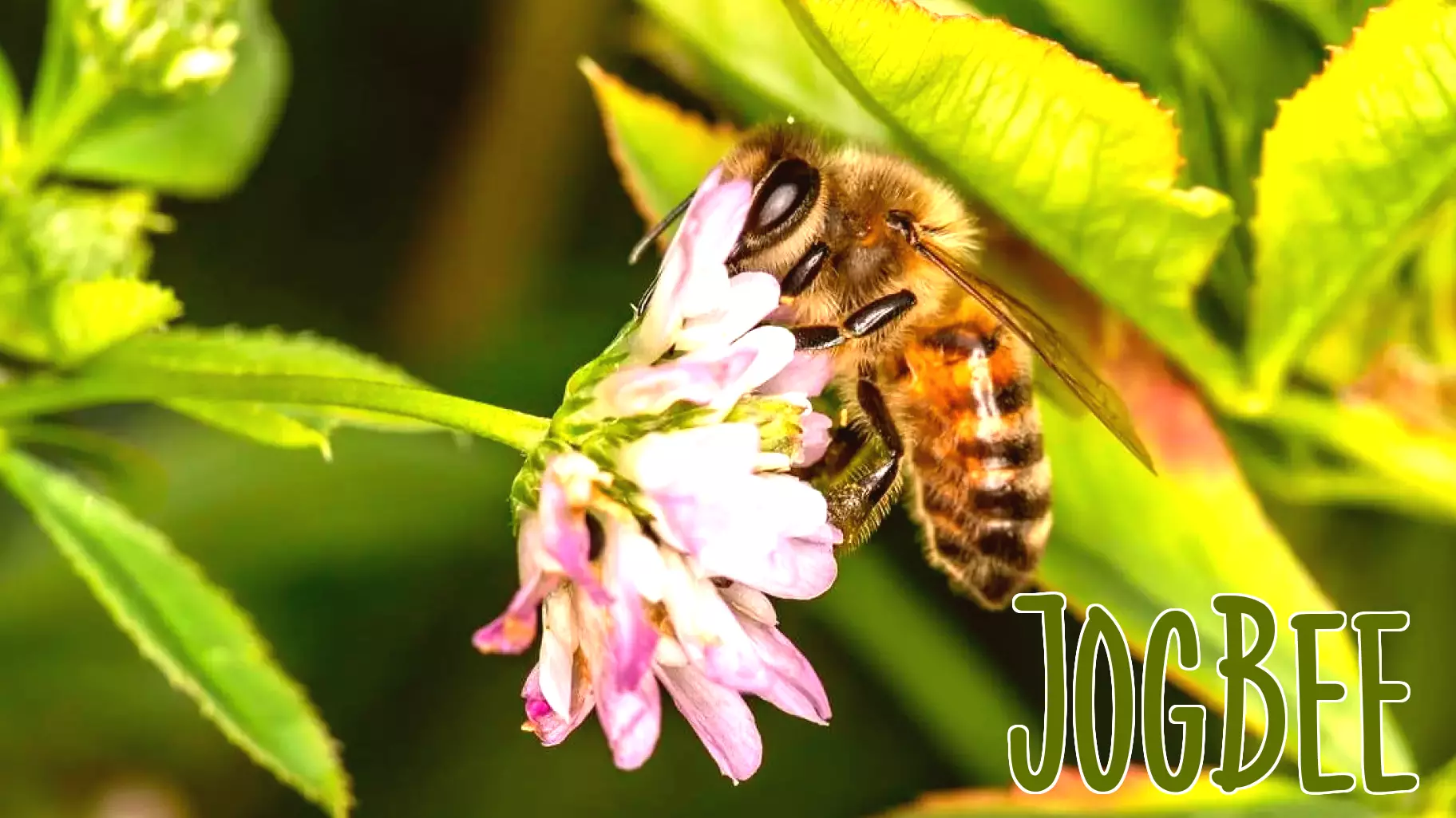 How robust bee populations support human health