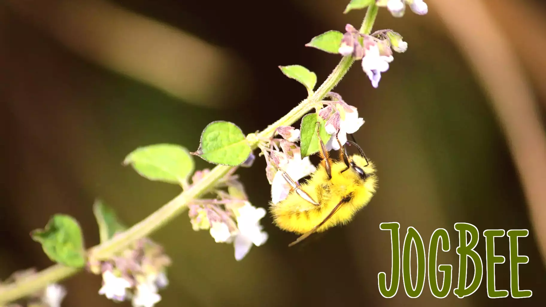 Preserving pollinators is good for health -- and income