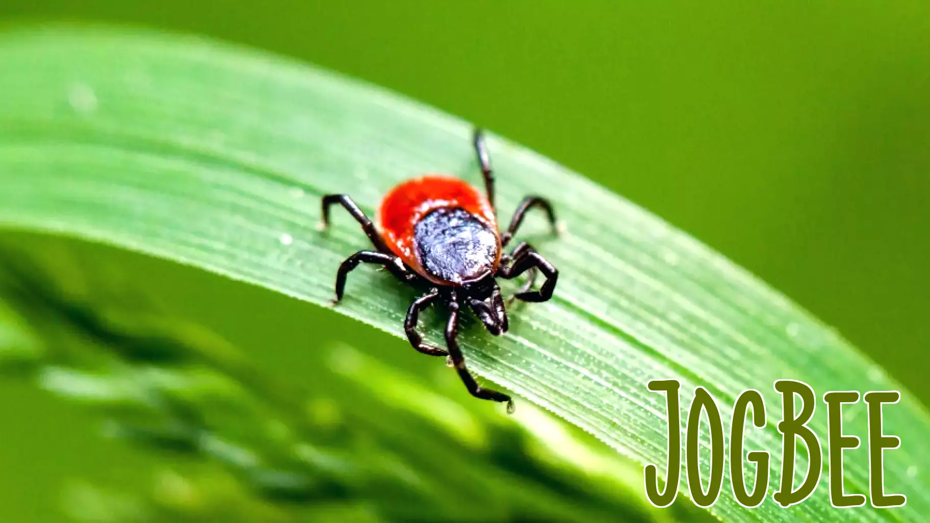 Rare type of Lyme disease found for the first time in New York