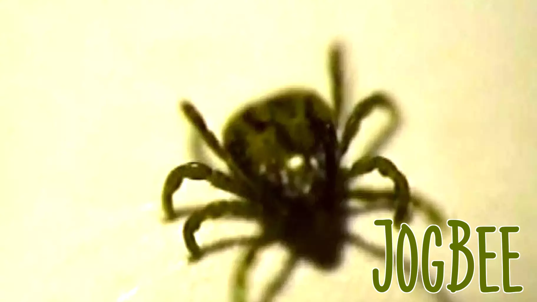 Surge in Tick Bites Triggers National Health Concern