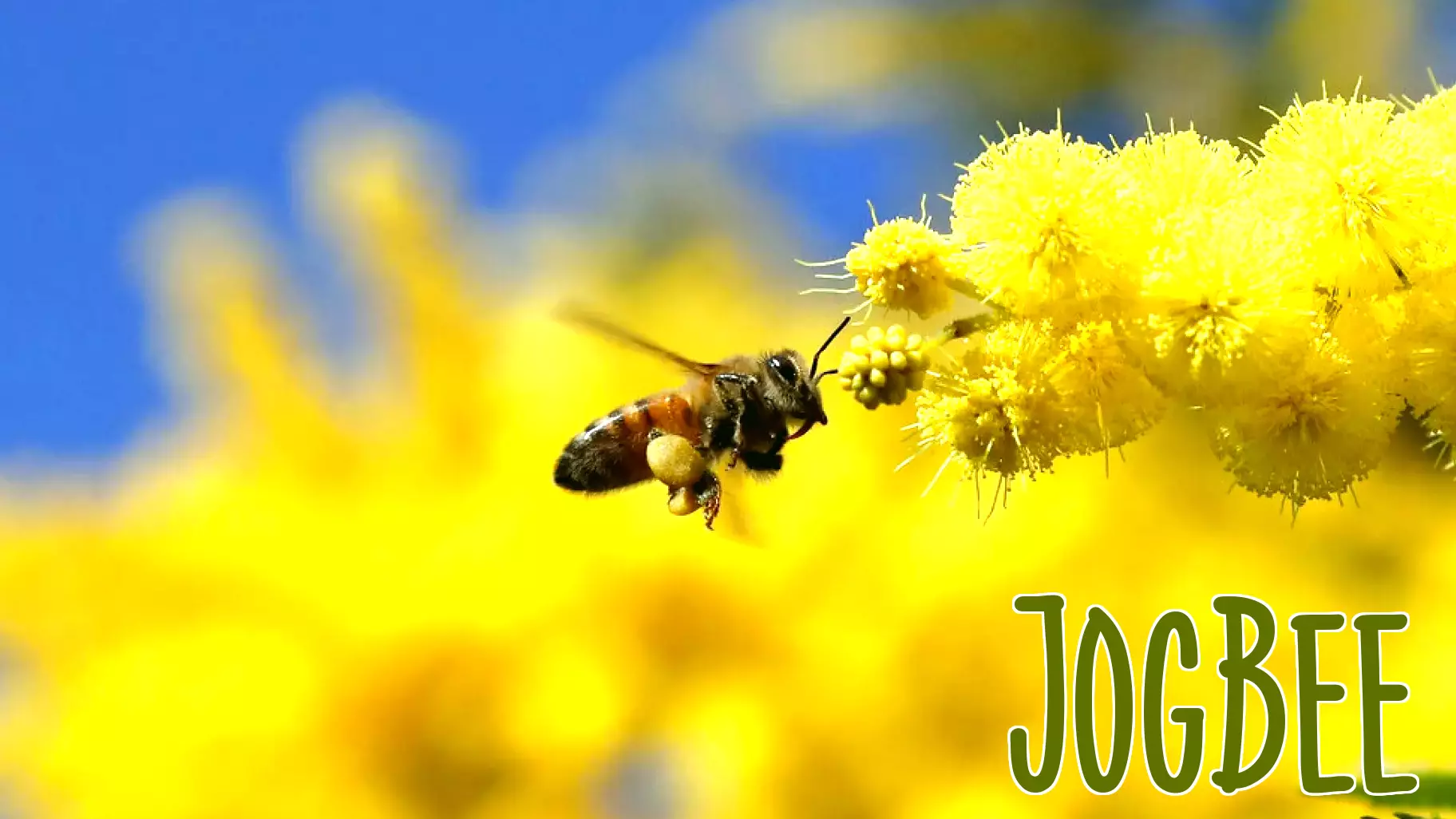 University of Washington study finds decline in pollinators puts human health at risk