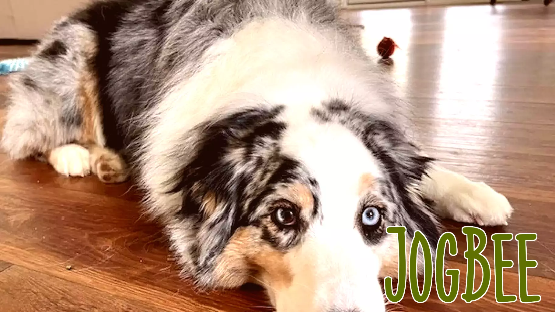 Vanderbilt Health Pets of the Day: Momo and Smokey