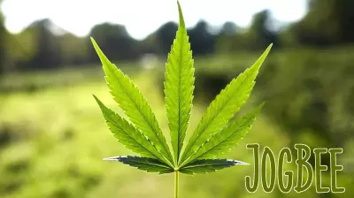 Cannabis companies hid health issues from consumers: Federal lawsuit
