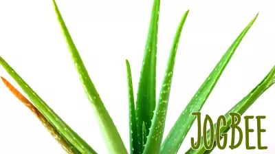 Exploring the Health Benefits of Aloe Vera Juice for Skin and Digestion