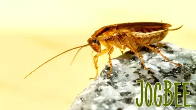 Pittsburgh Pests: Scurrying inside our homes, cockroaches bring more than a few health risks