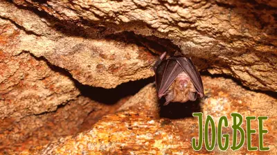 Rabies Detected in Bats at Indiana Park