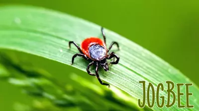 Rare type of Lyme disease found for the first time in New York
