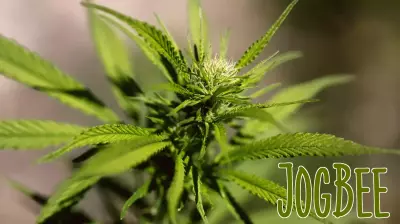 Sparse evidence for cannabis to treat mental health conditions highlights research gap