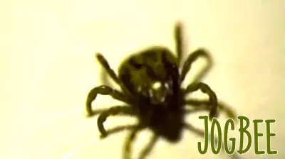 Surge in Tick Bites Triggers National Health Concern