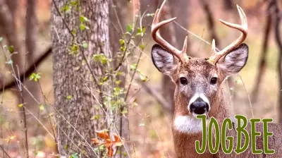 Teeth are the key for biologists to understand the health of Vermont’s deer population