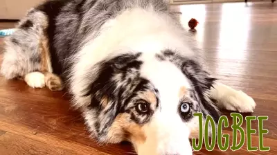 Vanderbilt Health Pets of the Day: Momo and Smokey